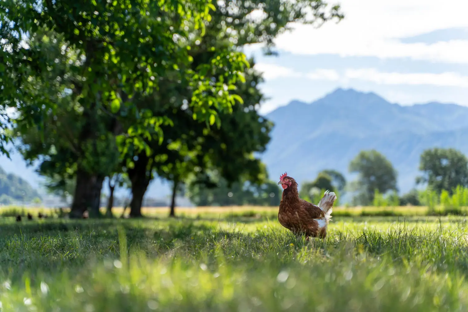 Gallina ovaiola al pascolo con alberi e montagne ticinesi sullo sfondo