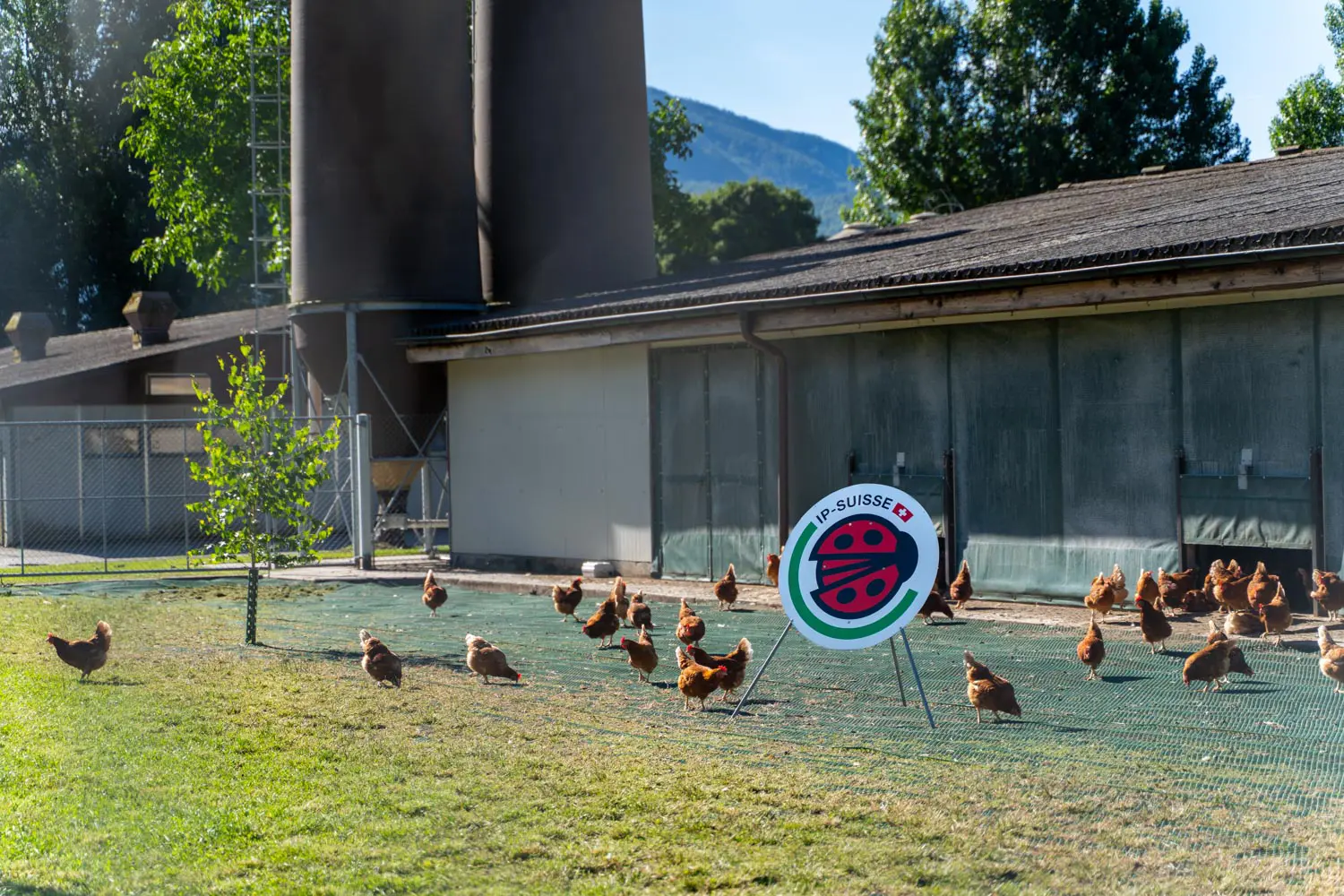 Cartello di certificazione IP-SUISSE nel pascolo dell'azienda, con le galline e gli edifici sullo sfondo