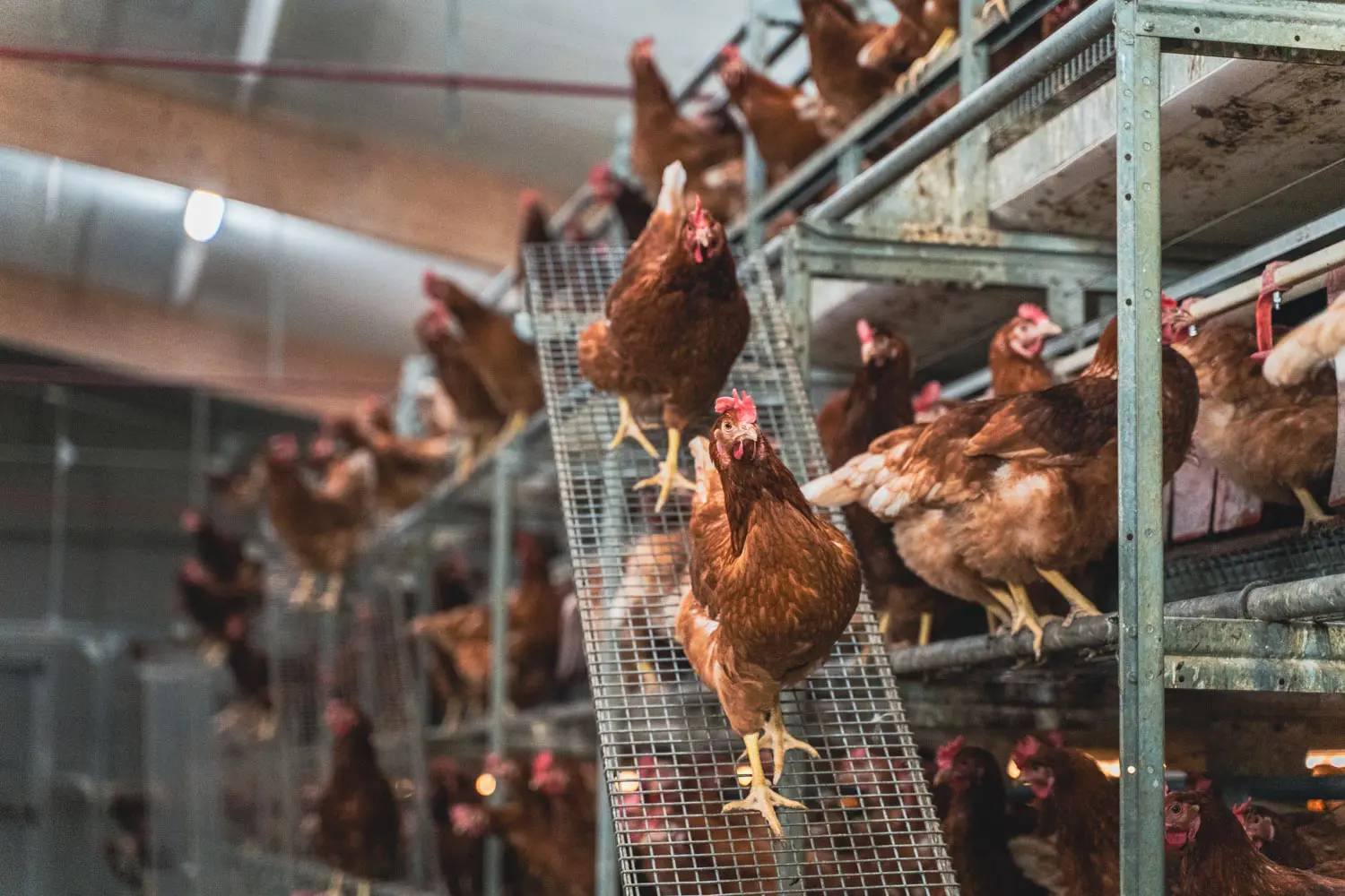 Galline ovaiole in salute che si muovono libere sui livelli della voliera