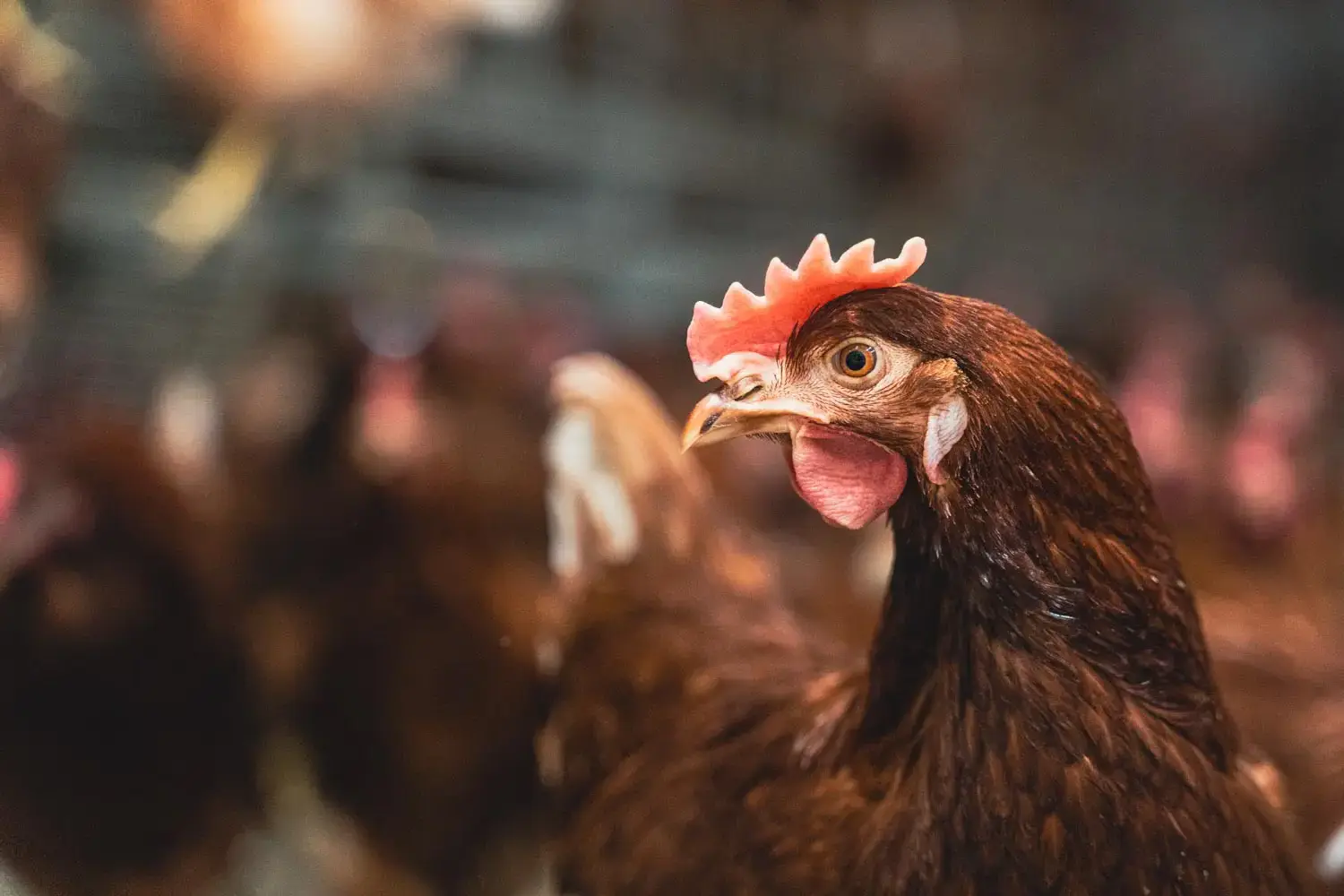 Primo piano di una gallina ovaiola in ottima salute nel pollaio
