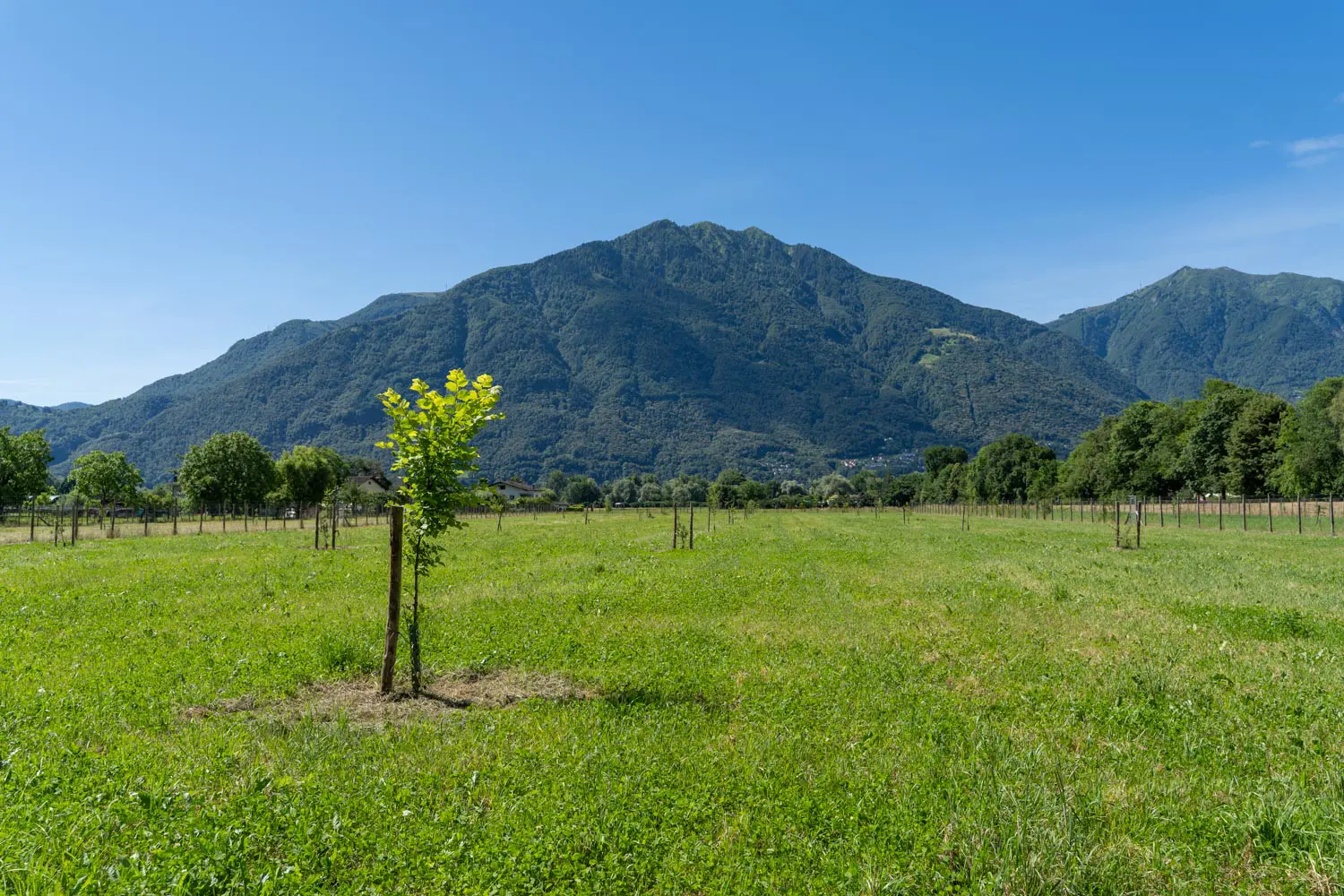 Giovane albero indigeno appena piantato nel prato, con le montagne ticinesi sullo sfondo