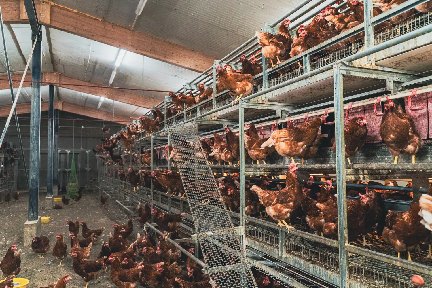 Voliera interna su più livelli con le galline ovaiole