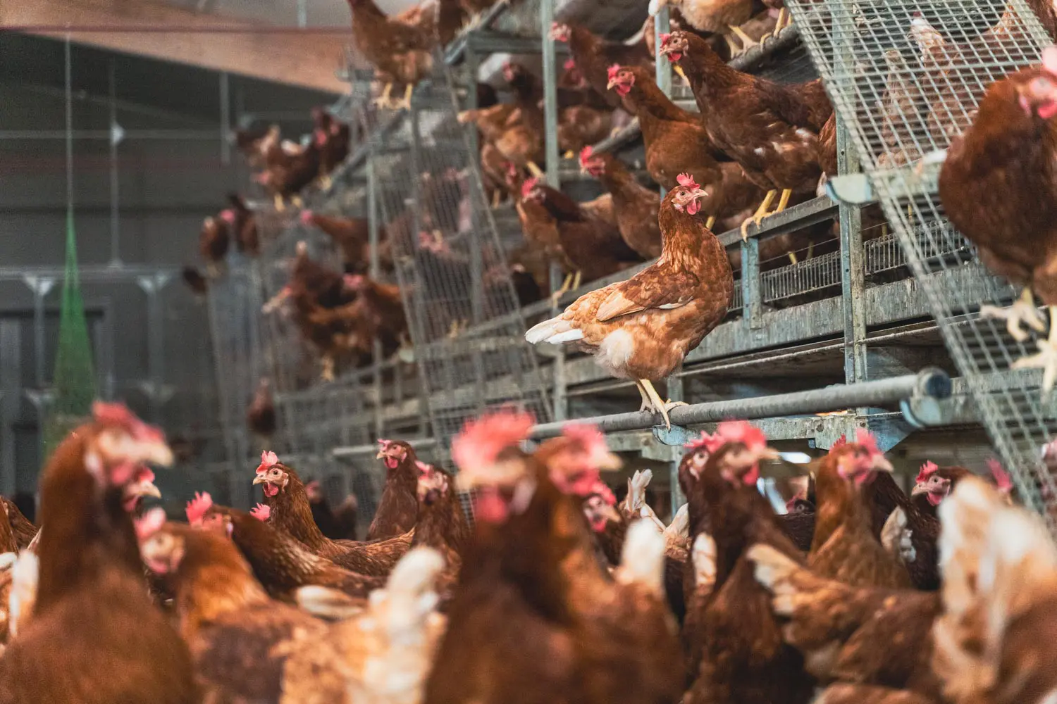 Interno del pollaio: ampio sistema di voliera con le galline ovaiole