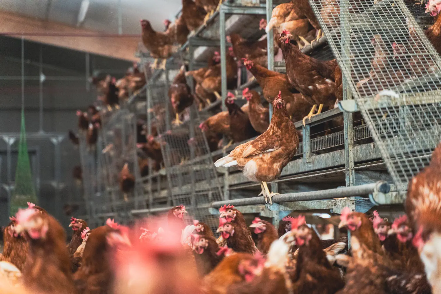 Galline sui piani della voliera, con ottima circolazione degli animali