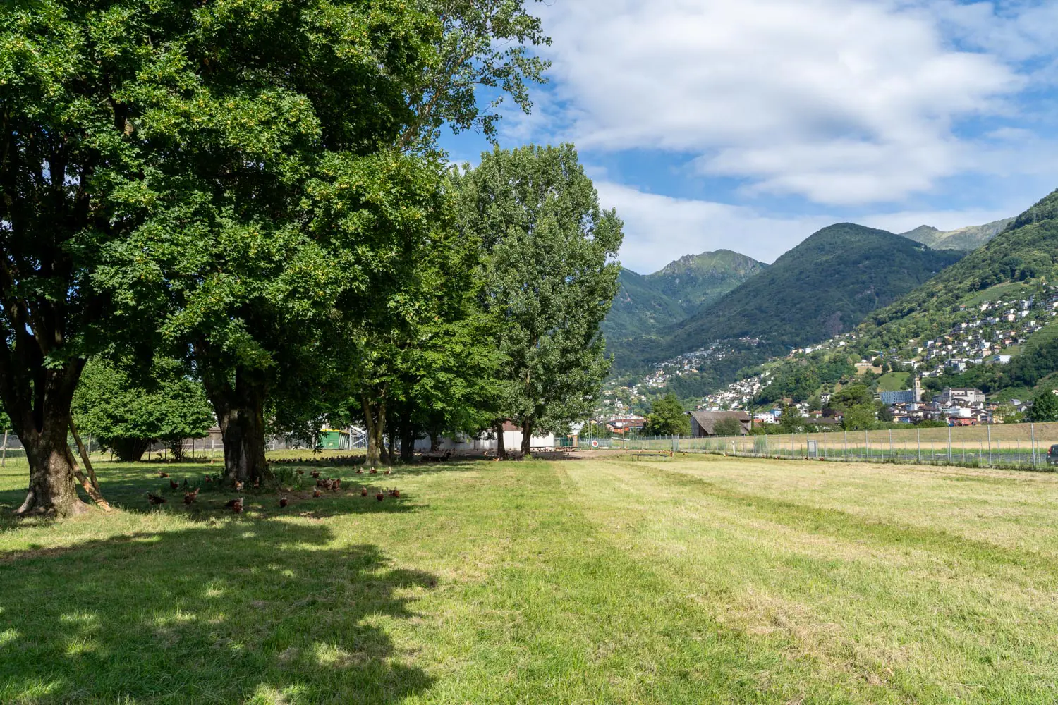 Pascolo all'aperto con alberi e le montagne ticinesi sullo sfondo