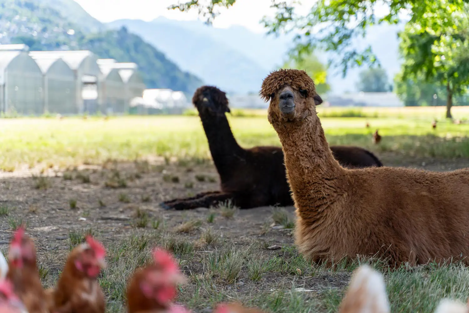 Due alpaca a guardia del gruppo di galline al pascolo