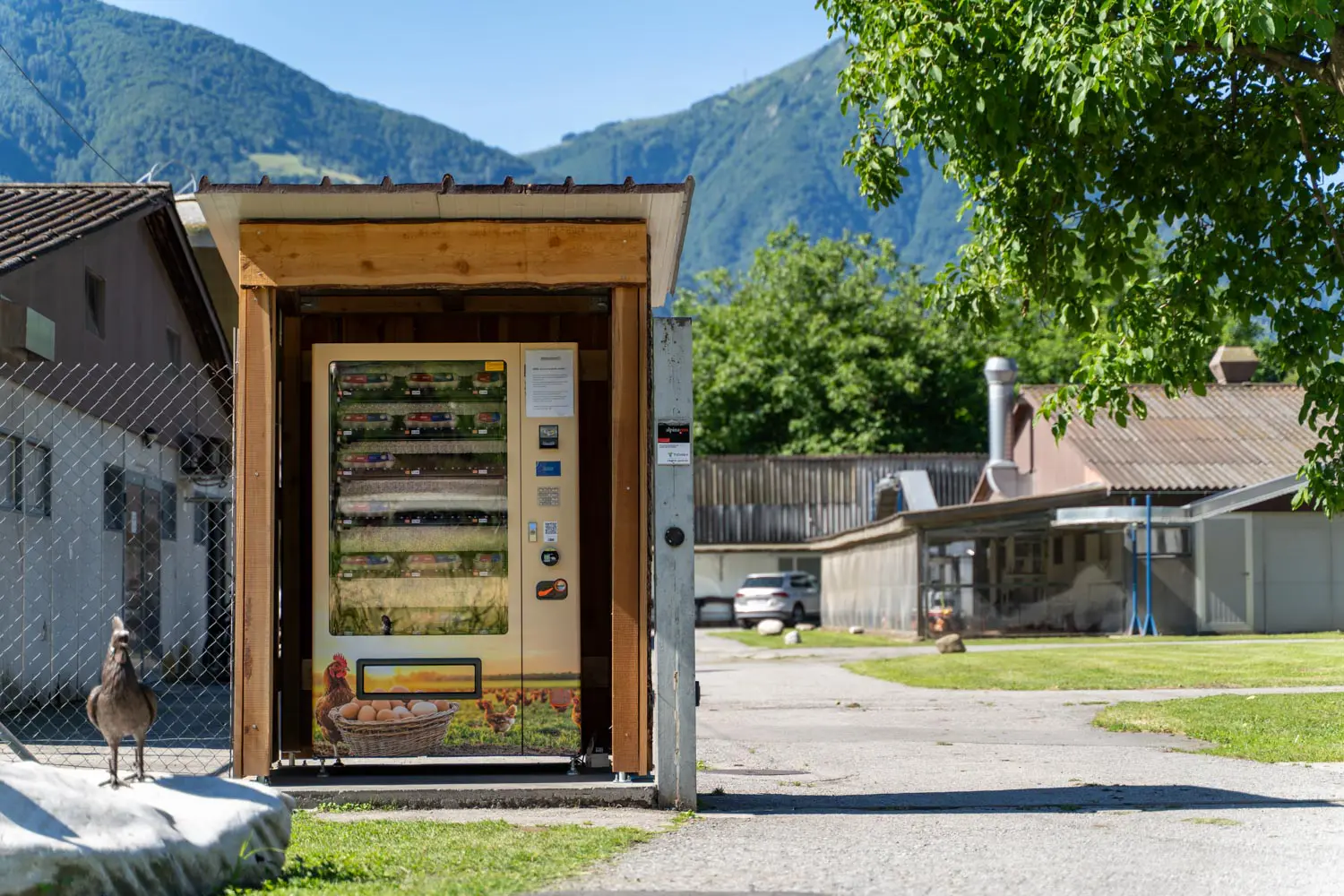 Il distributore automatico di uova nel chiosco in legno, con una gallina in primo piano e le montagne ticinesi sullo sfondo